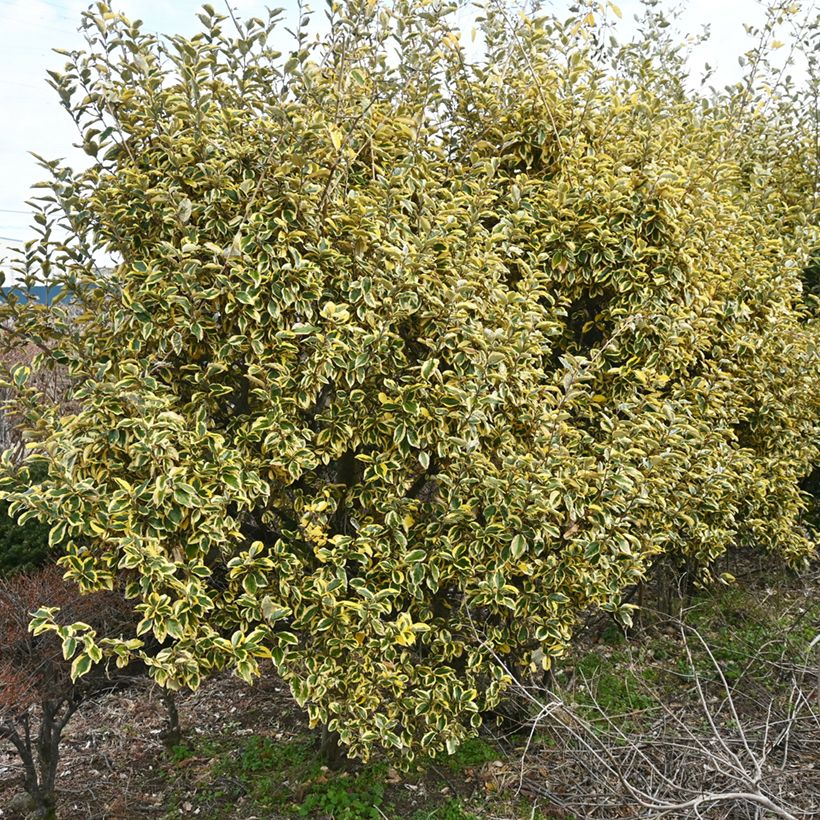 Elaeagnus ebbingei Gilt Edge - Chalef (Plant habit)