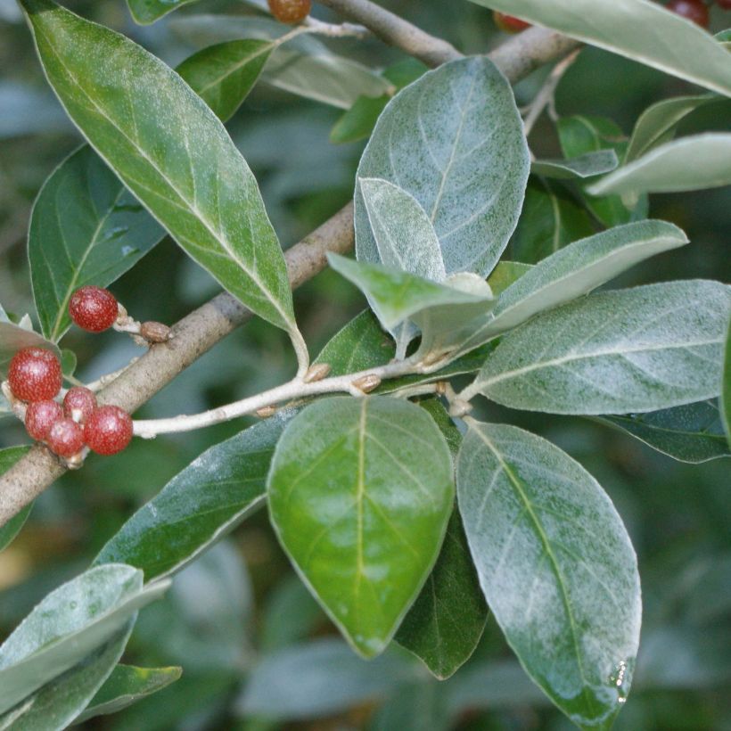 Elaeagnus multiflora - Goumi du Japon (Foliage)