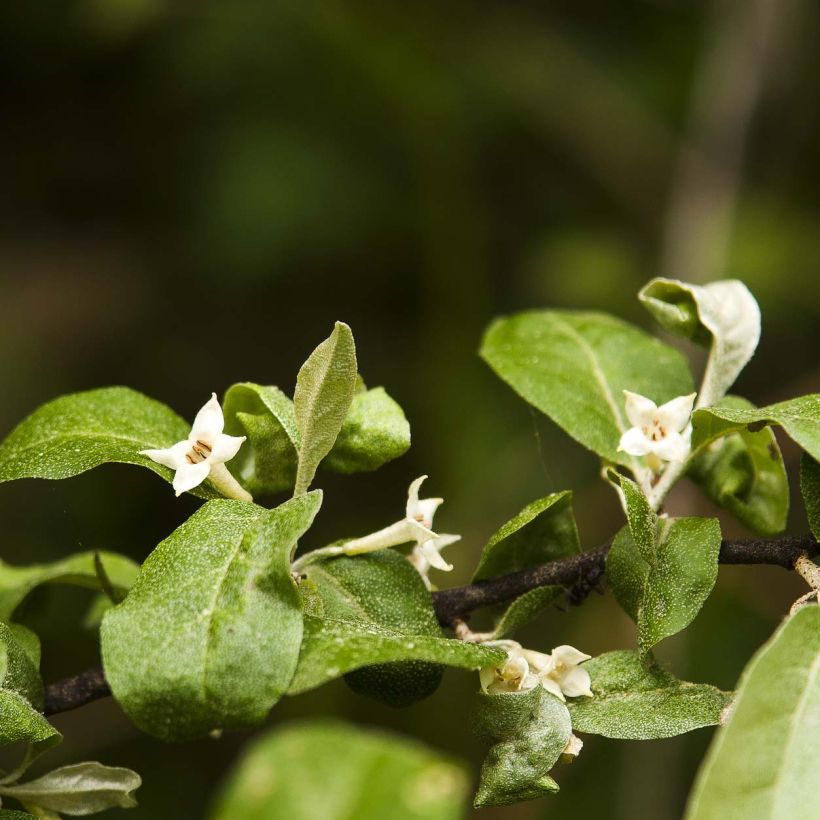 Elaeagnus multiflora - Goumi du Japon (Flowering)