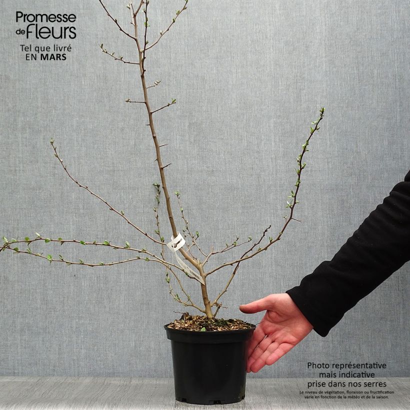 Example of Elaeagnus multiflora - Goumi du Japon Pot de 2L/3L as you get in printemps