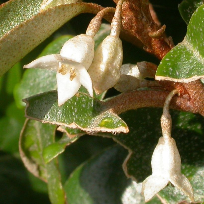Elaeagnus pungens Hosuba Fukurin - Chalef panaché (Flowering)