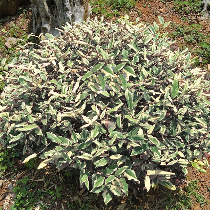 Elaeagnus pungens Hosuba Fukurin - Chalef panaché (Plant habit)