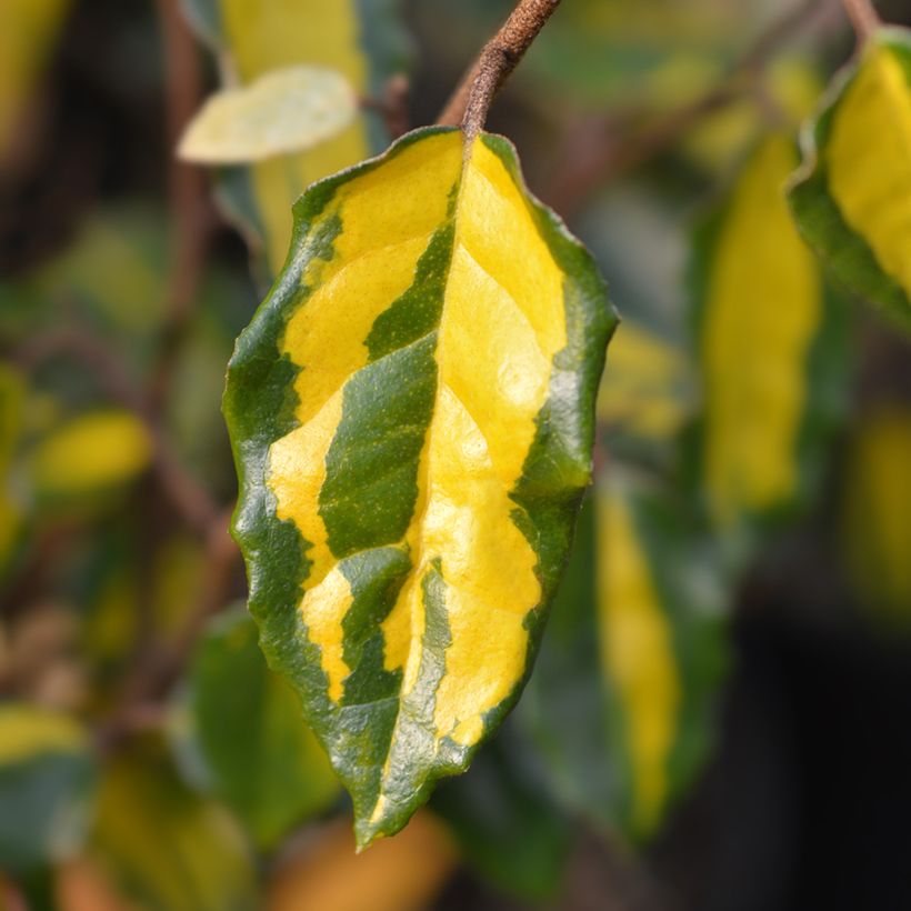 Elaeagnus pungens Maculata - Chalef panaché (Foliage)