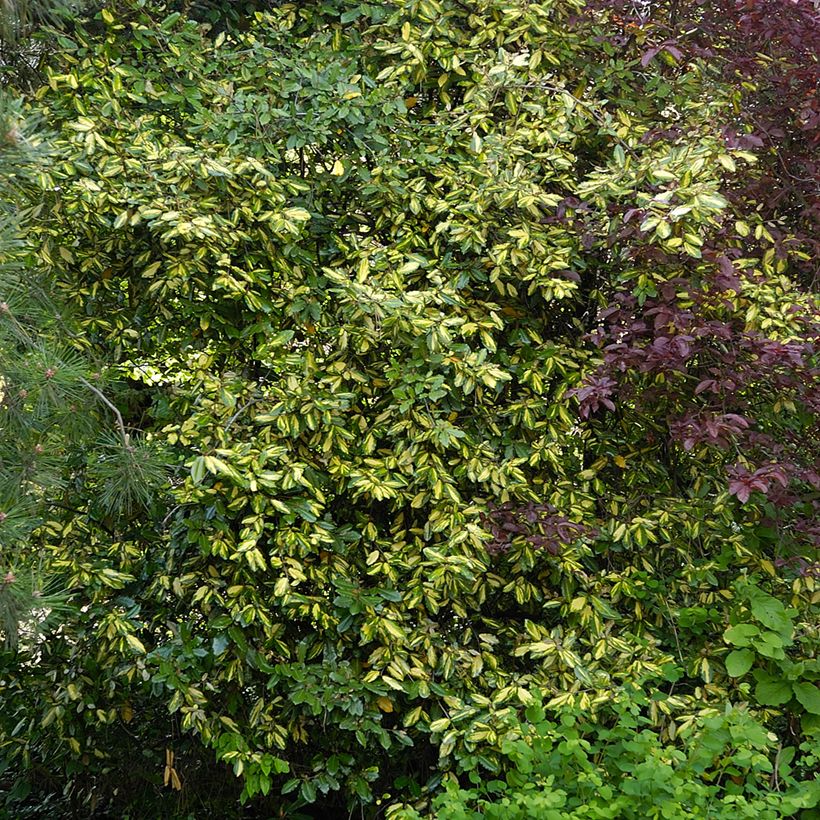 Elaeagnus pungens Maculata - Chalef panaché (Plant habit)