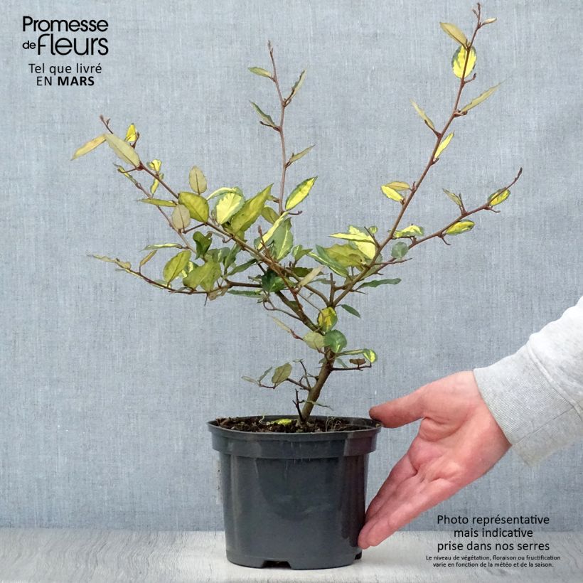 Example of Elaeagnus pungens Maculata - Chalef panaché Pot de 2L/3L as you get in printemps