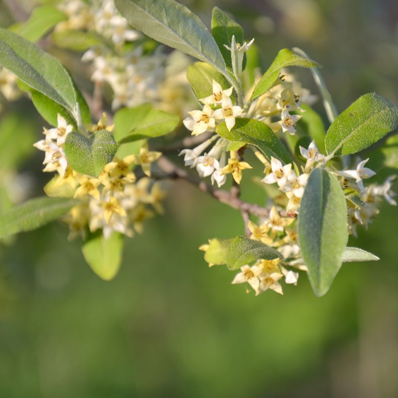 Elaeagnus umbellata Amoroso - Chalef en ombelles (Flowering)