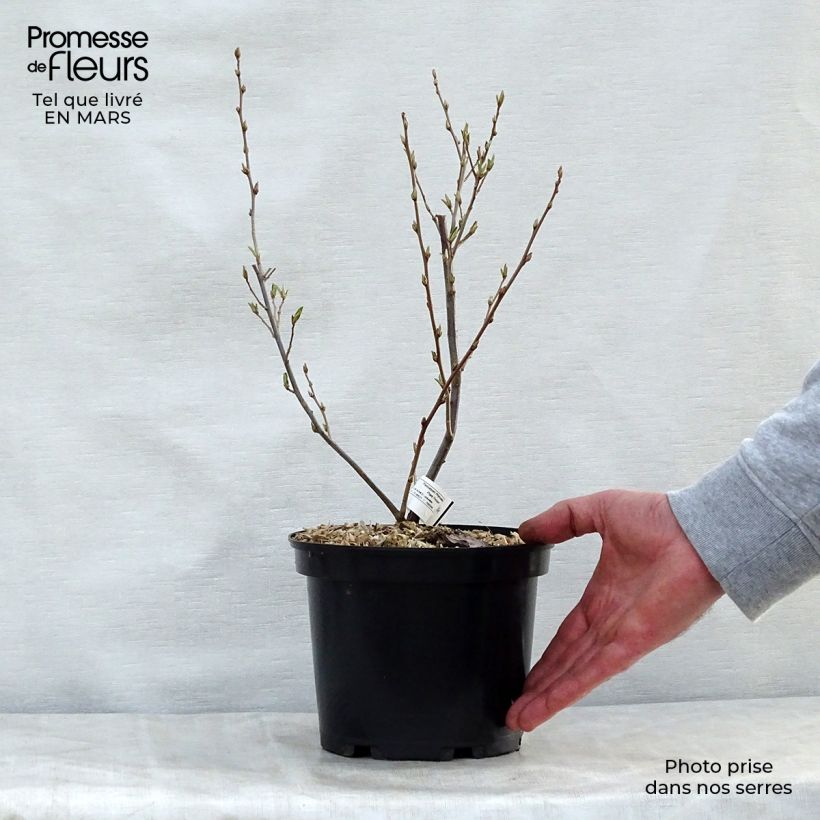 Example of Elaeagnus umbellata - Chalef d'automne Pot de 7,5L/10L as you get in printemps