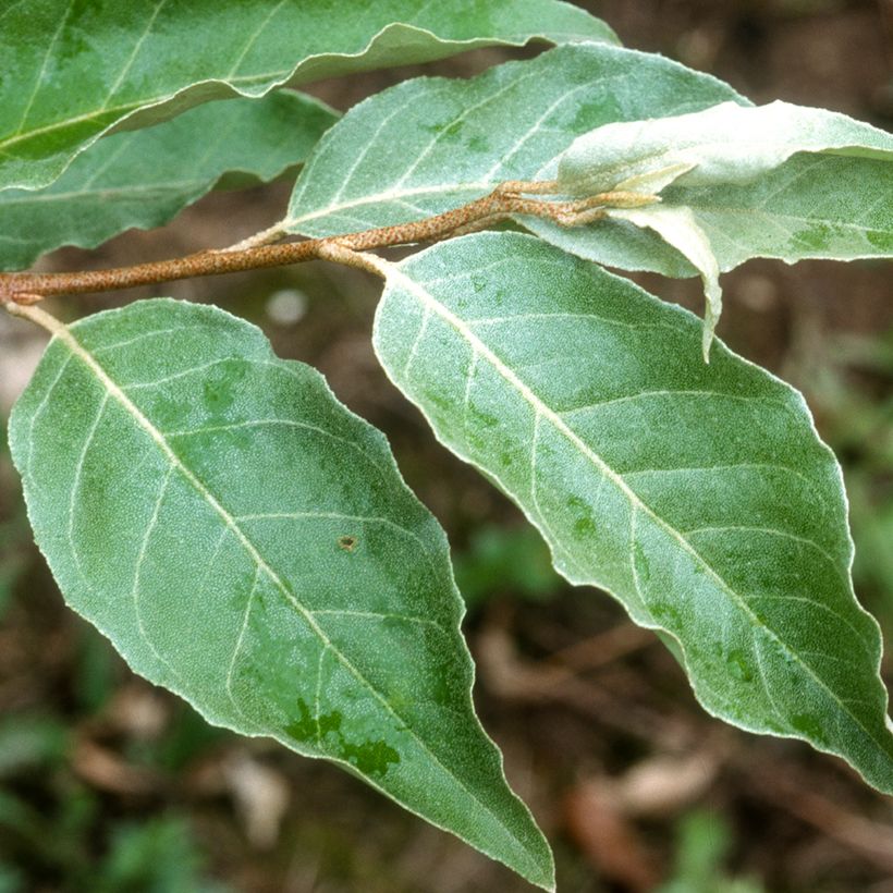 Elaeagnus umbellata - Chalef d'automne (Foliage)