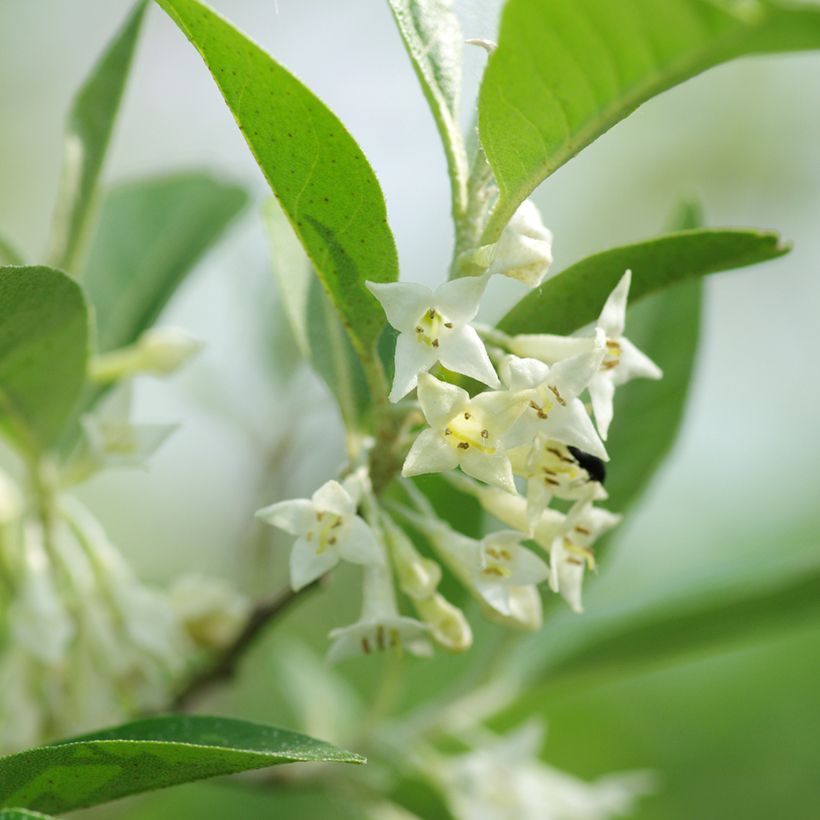 Elaeagnus umbellata - Chalef d'automne (Flowering)