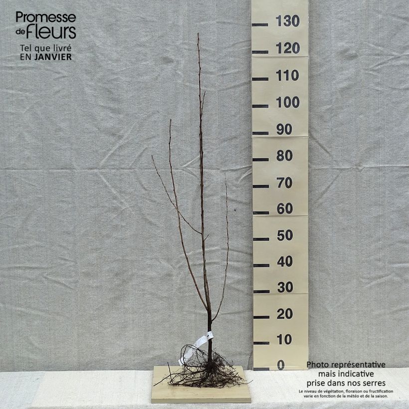 Example of Elaeagnus umbellata - Chalef d'automne Racines nues as you get in hiver