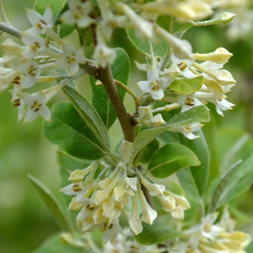 Elaeagnus umbellata Fortunella - Goumi du Japon (Flowering)