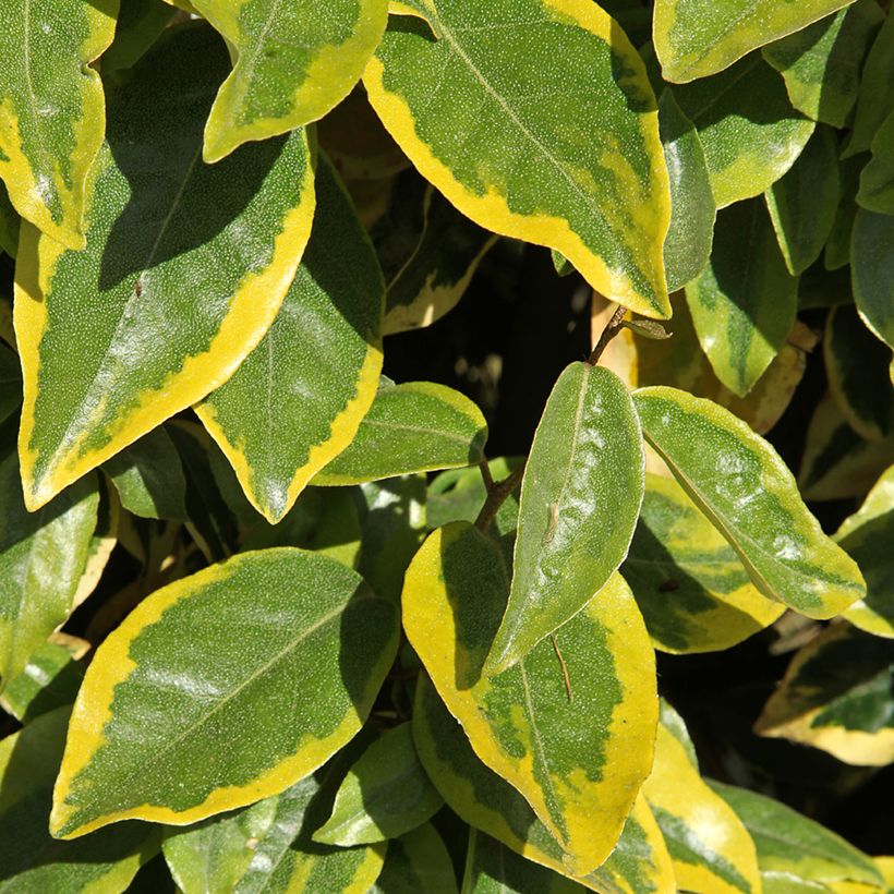 Elaeagnus x ebbingei Viveleg - Chalef (Foliage)