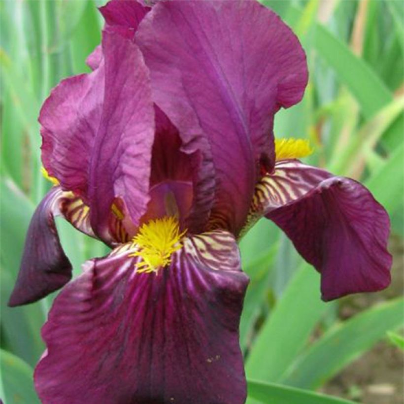 Iris germanica Red Orchid - Iris des Jardins (Flowering)