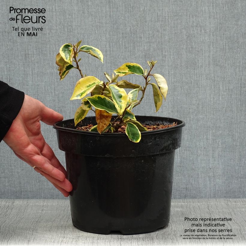 Example of Elaeagnus ebbingei Gilt Edge - Chalef Pot de 3L/4L as you get in printemps