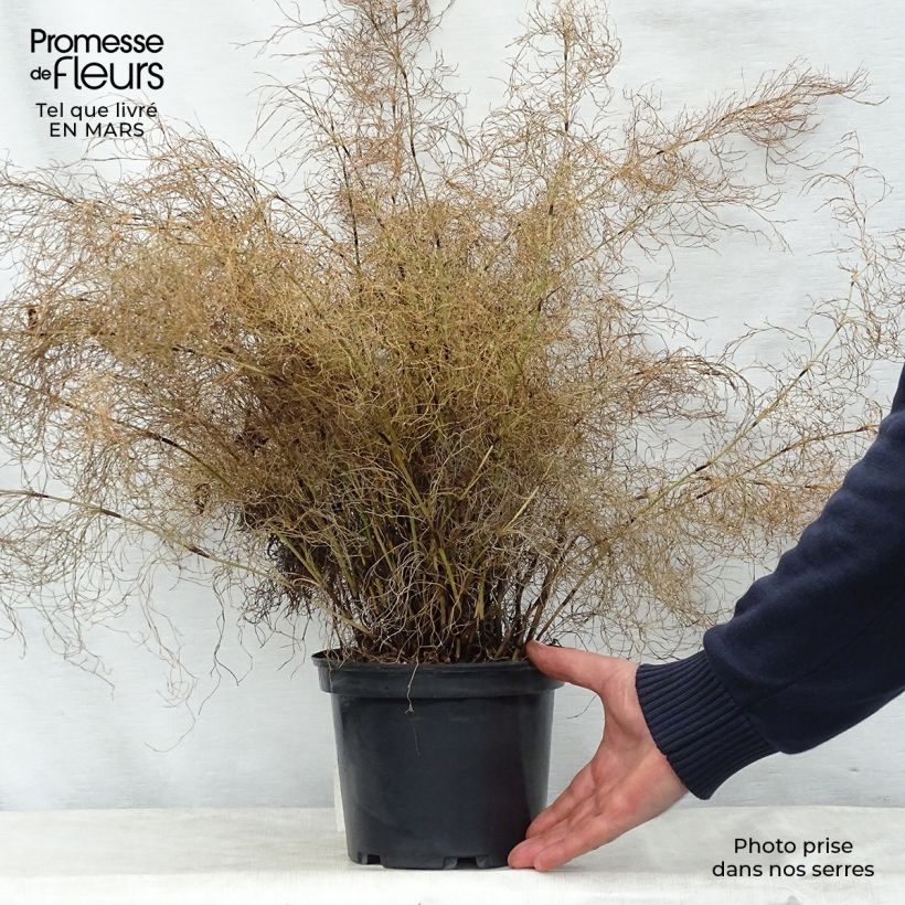 Example of Elegia capensis - Prêle restio Pot de 2L/3L as you get in printemps