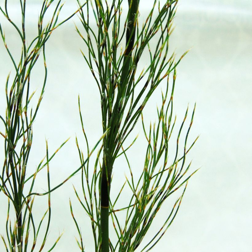 Elegia capensis - Prêle restio (Foliage)