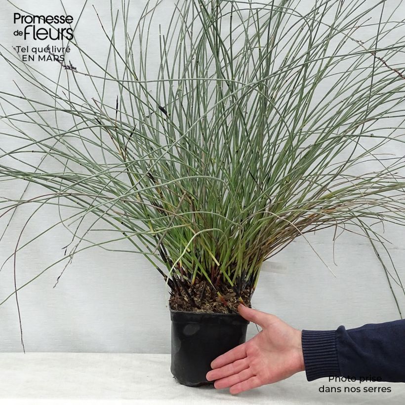 Example of Elegia elephantina - Restio Pot de 2L/3L as you get in printemps