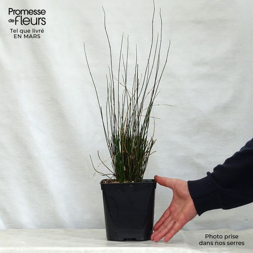 Example of Elegia tectorum Fish Hoek - Restio Pot de 1L/1,5L as you get in printemps