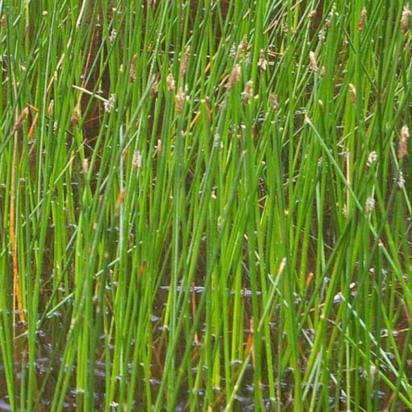 Eleocharis palustris - Scirpe des marais  (Foliage)