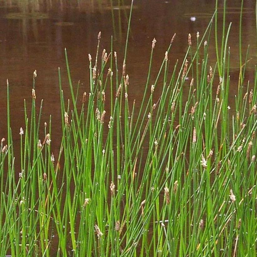 Eleocharis palustris - Scirpe des marais  (Flowering)