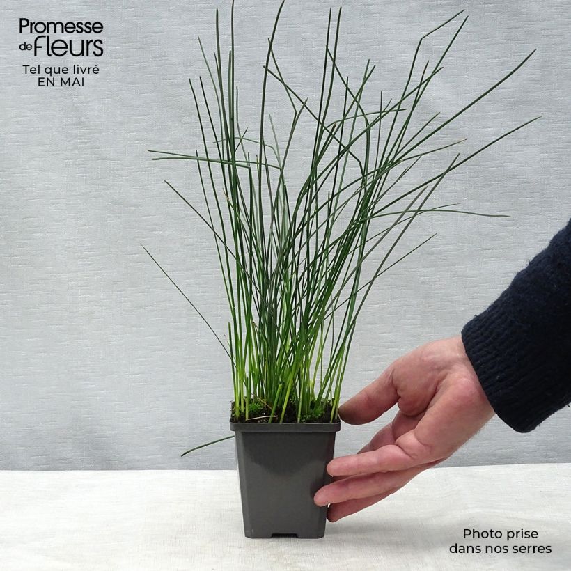 Example of Eleocharis palustris - Scirpe des marais  Godet de 8/9 cm as you get in printemps