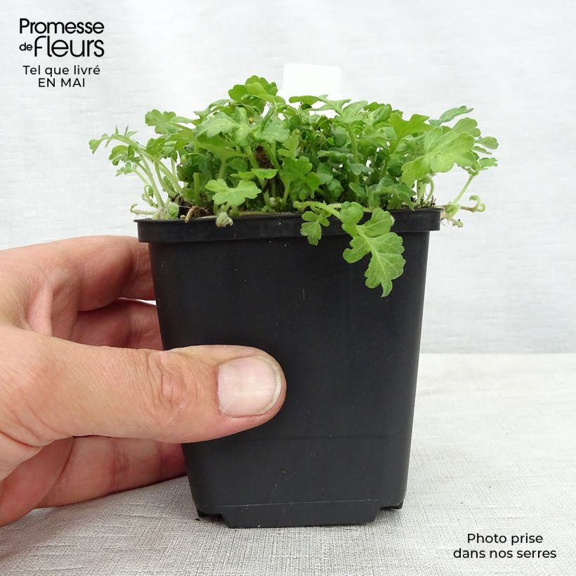 Example of Ellisiophyllum pinnatum Godet de 8/9 cm as you get in printemps