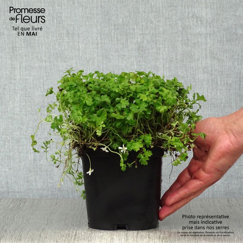 Example of Ellisiophyllum pinnatum Pot de 2L/3L as you get in printemps