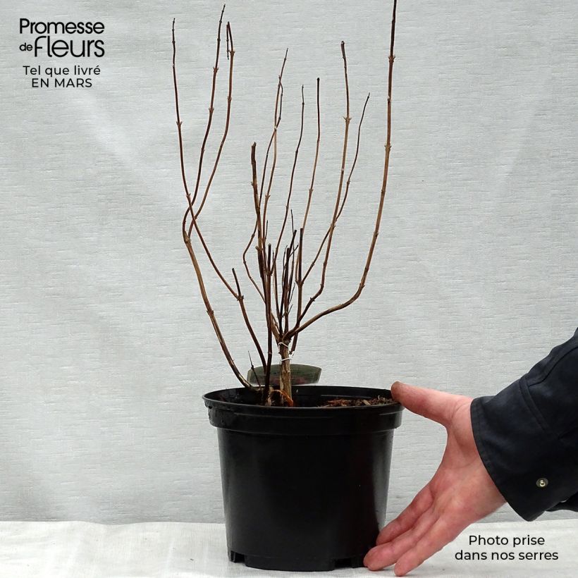 Example of Elsholtzia stauntonii - Menthe en arbre Pot de 2L/3L as you get in printemps