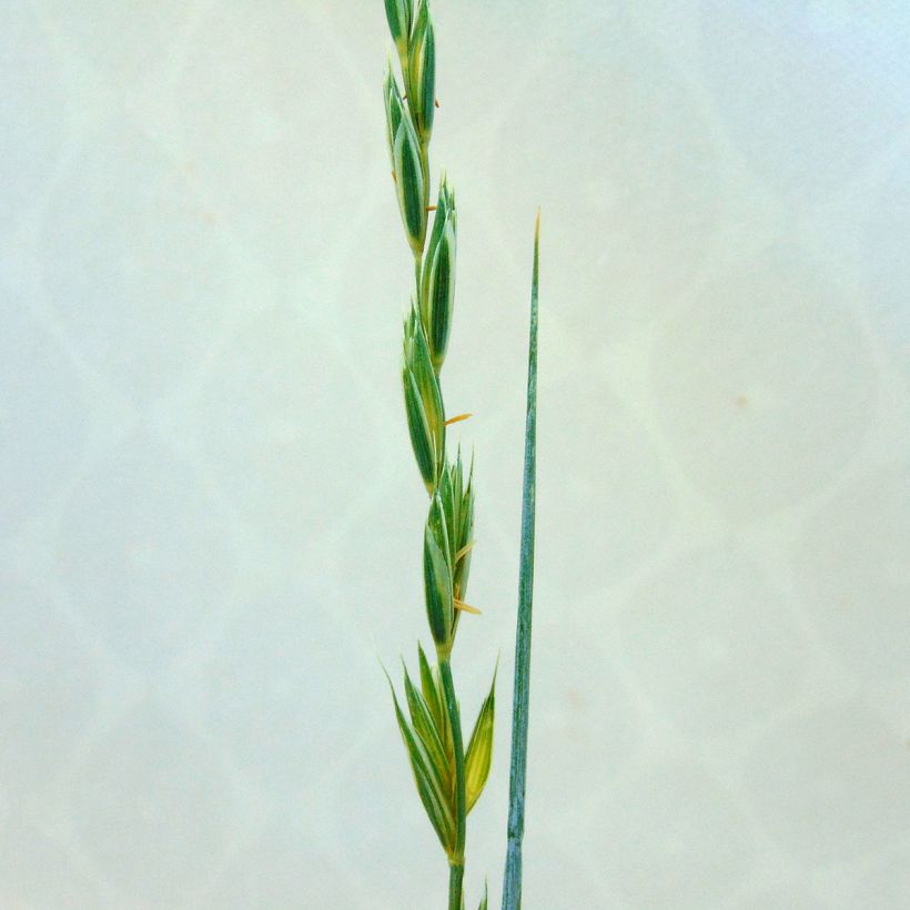 Elymus magellanicus - Agropyron (Flowering)