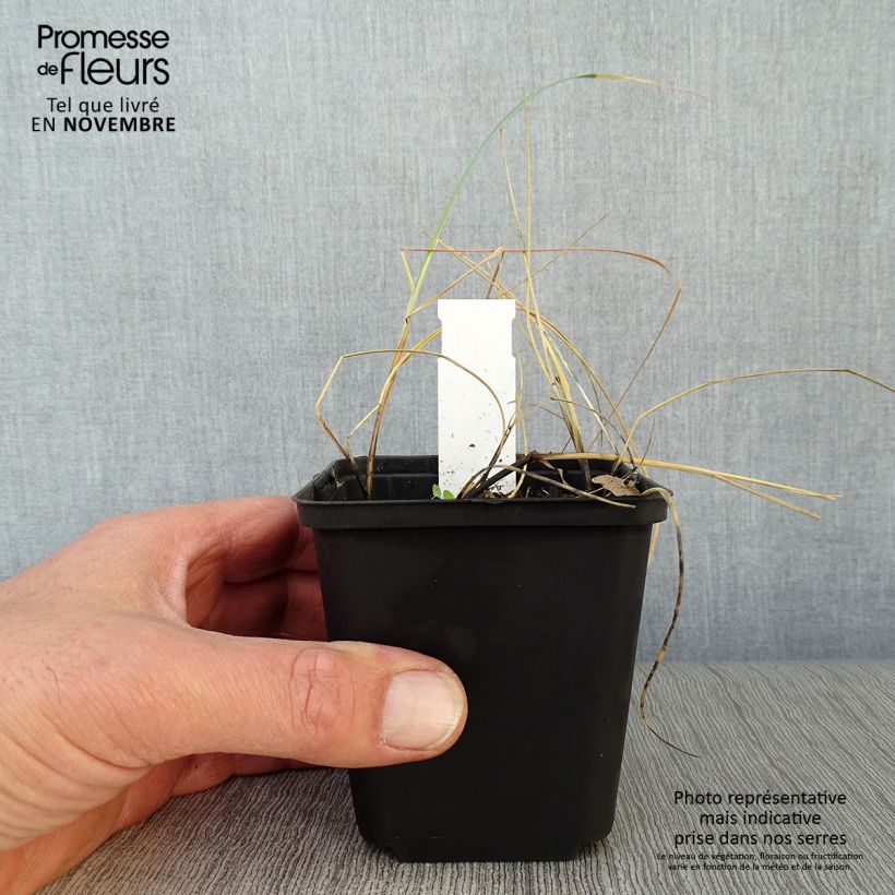 Spécimen de Elymus magellanicus - Agropyron Godet de 8/9 cm tel que livré en automne