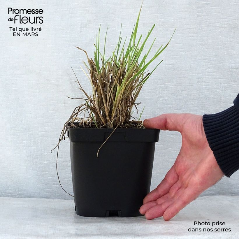 Example of Elymus magellanicus - Agropyron Pot de 2L/3L as you get in printemps