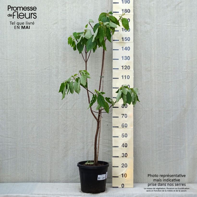 Example of Emmenopterys henryi Pot de 12L/15L as you get in printemps