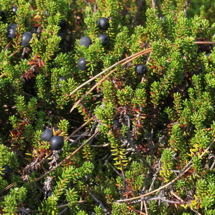 Empetrum nigrum - Camarine noire (Foliage)