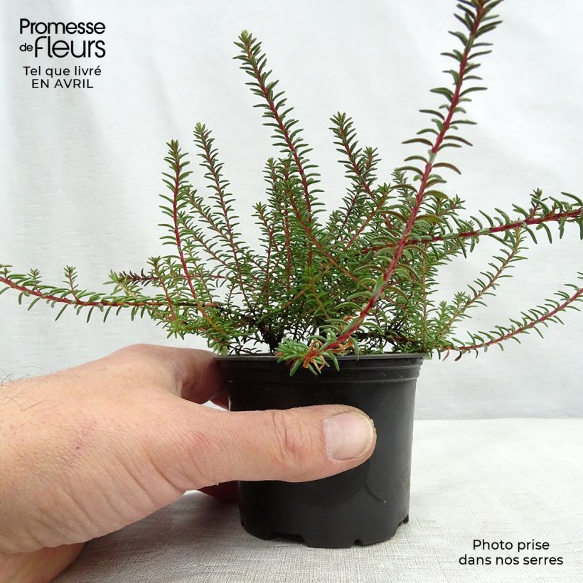 Example of Empetrum nigrum - Camarine noire Pot de 10 cm/11cm as you get in printemps