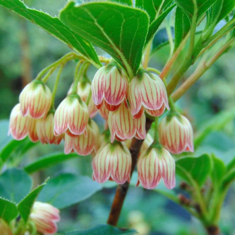 Enkianthus campanulatus - Andromède campanulée (Flowering)