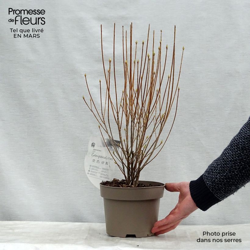 Example of Enkianthus campanulatus - Andromède campanulée Pot de 2L/3L as you get in printemps