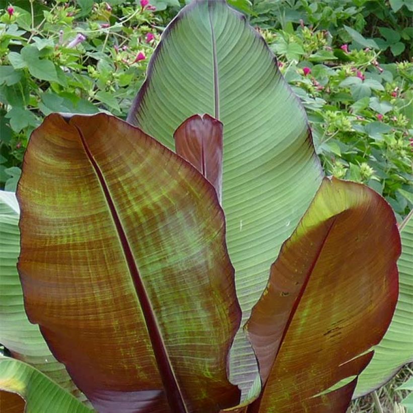 Ensete ventricosum Maurelii - Bananier rouge d'Abyssinie (Foliage)