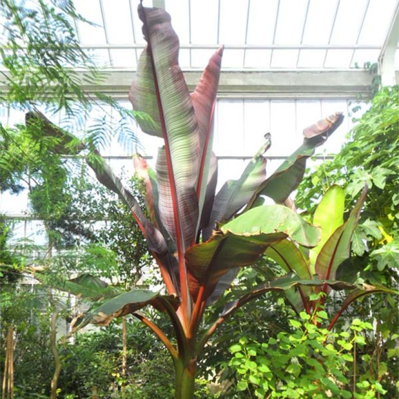 Ensete ventricosum Maurelii - Bananier rouge d'Abyssinie (Plant habit)