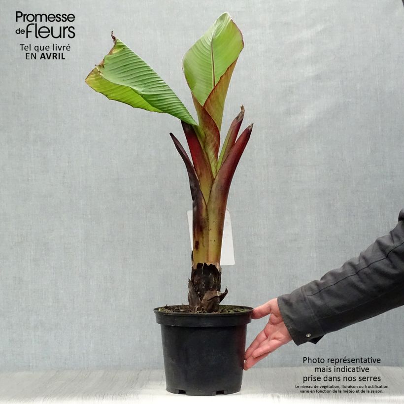 Example of Ensete ventricosum Maurelii - Bananier rouge d'Abyssinie Pot de 4L/5L as you get in printemps