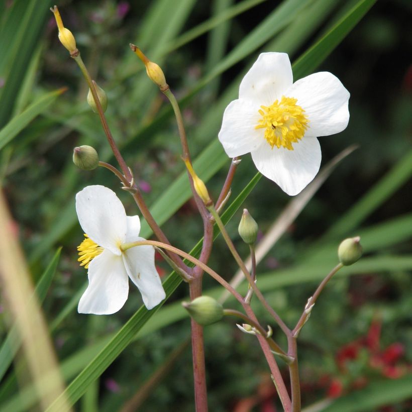 Eomecon chionantha (Floraison)