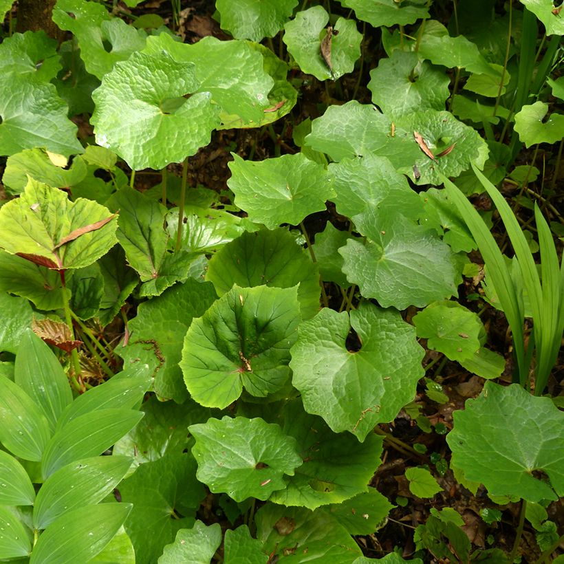 Eomecon chionantha (Feuillage)