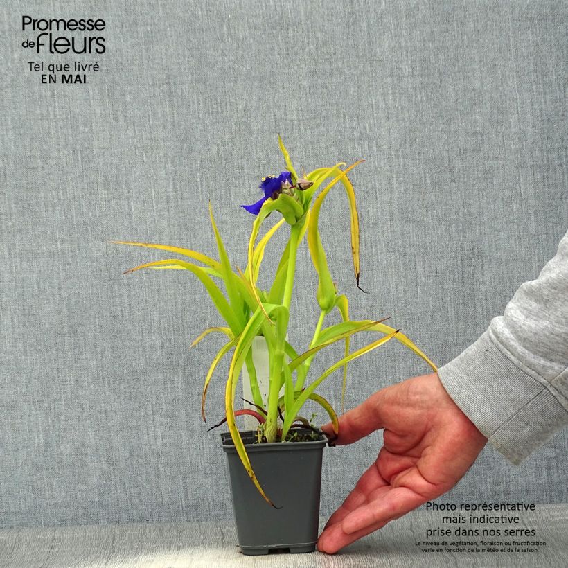 Example of Ephémère de Virginie, Tradescantia andersoniana Blue and Gold Godet de 8/9 cm as you get in printemps