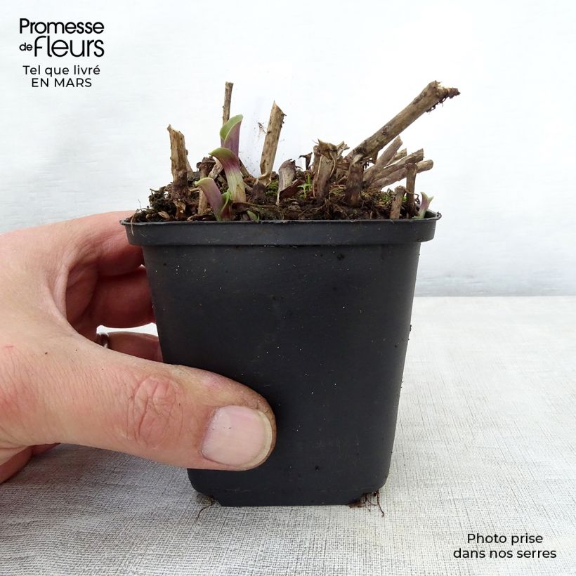 Example of Ephémère de Virginie - Tradescantia andersoniana Blushing Bride Godet de 8/9 cm as you get in printemps