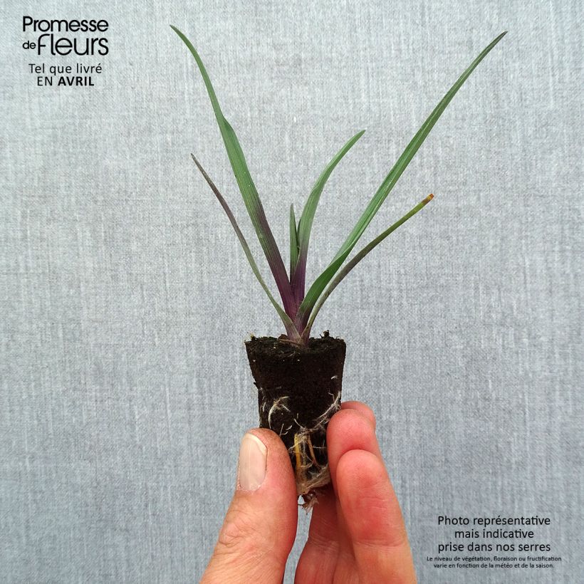 Spécimen de Éphémère de Virginie - Tradescantia andersoniana JS Brainstorm Mini-motte Ø 1,5/2,5 cm tel que livré au printemps