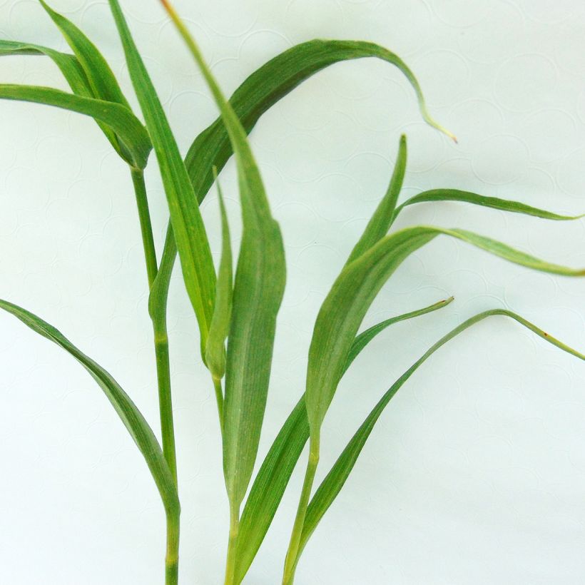 Ephémère de Virginie - Tradescantia andersoniana JC Weguelin (Foliage)