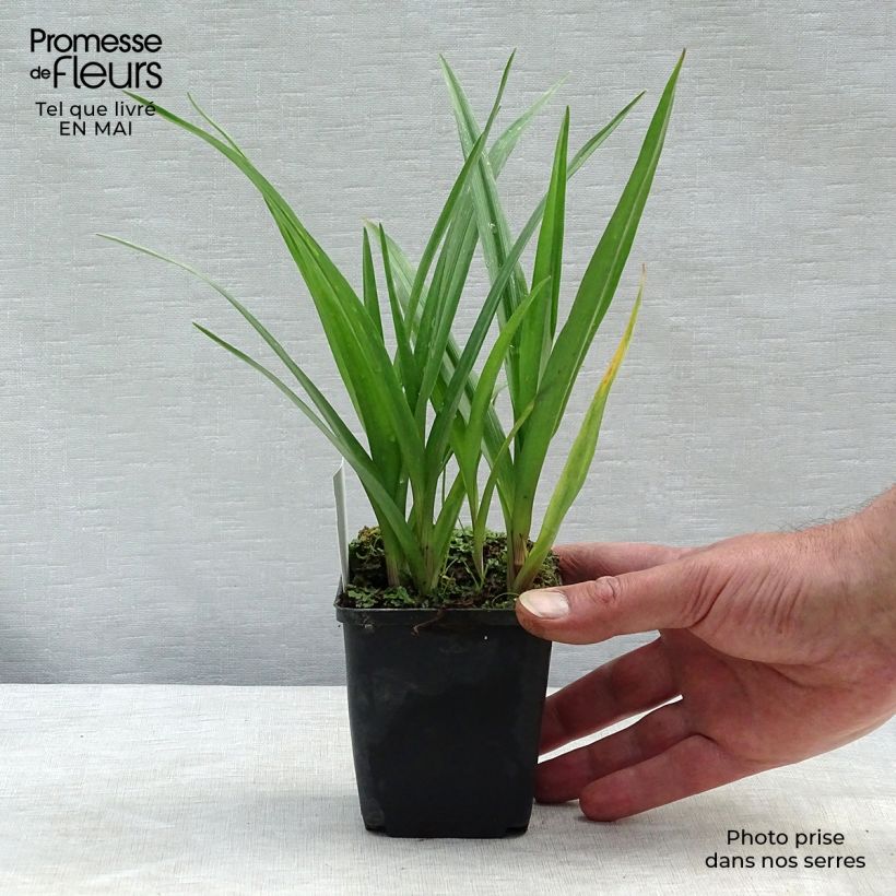 Example of Ephémère de Virginie - Tradescantia andersoniana JC Weguelin Godet de 8/9 cm as you get in printemps