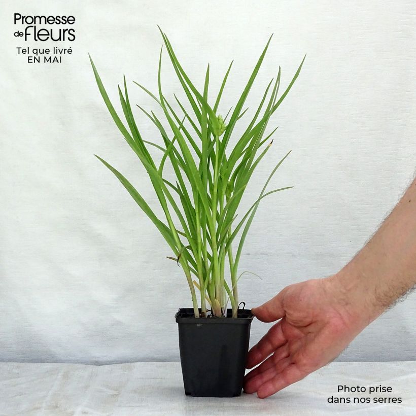 Example of Ephémère de Virginie - Tradescantia andersoniana Little Doll Godet de 8/9 cm as you get in printemps