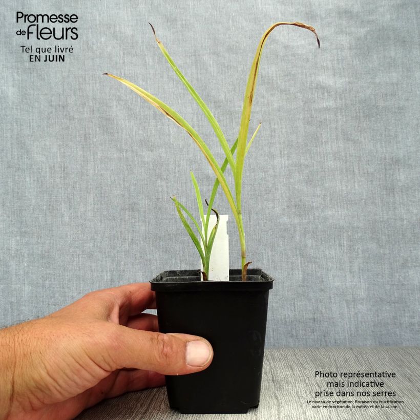 Spécimen de Ephémère de Virginie - Tradescantia andersoniana Little Doll Godet de 8/9 cm tel que livré en été