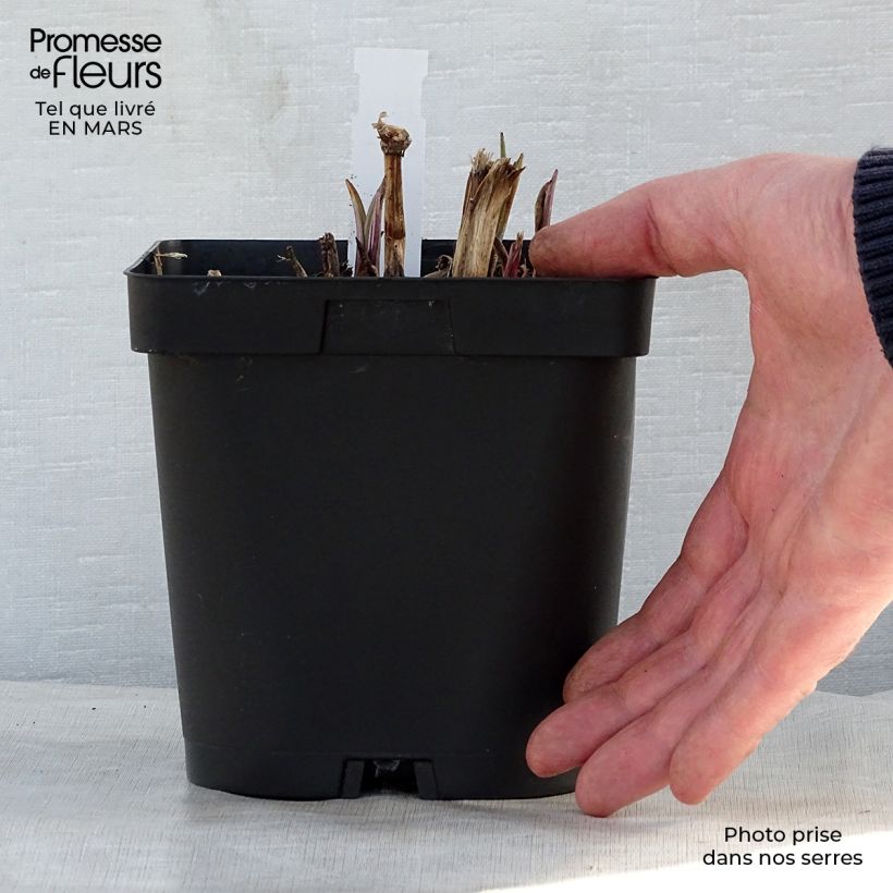 Example of Ephémère de Virginie - Tradescantia andersoniana Osprey Pot de 2L/3L as you get in printemps