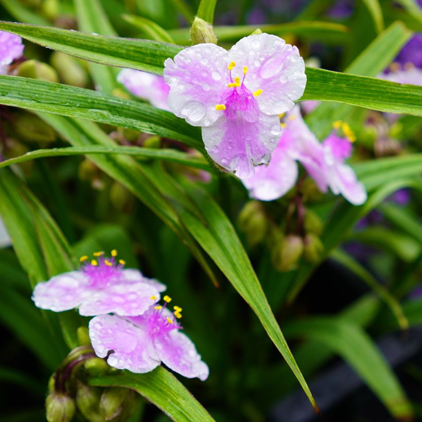 Ephémère de Virginie - Tradescantia andersoniana Pink Chablis (Floraison)
